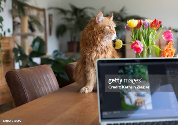 home office: laptop and domestic cat on wooden table - tulips cat stock-fotos und bilder