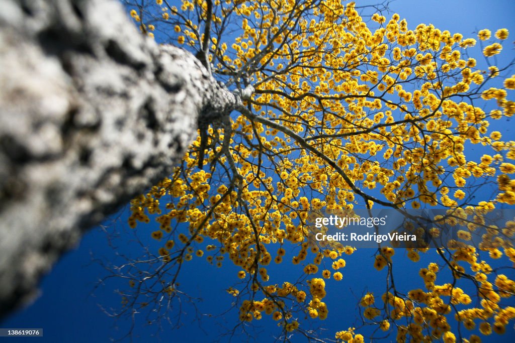 Yellow Ipe