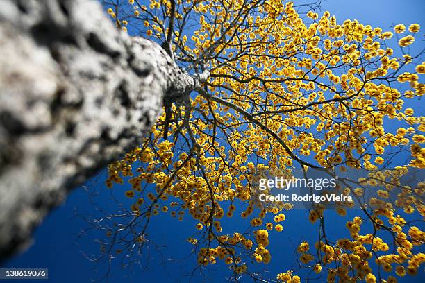 yellow ipe - ipe yellow stock pictures, royalty-free photos & images