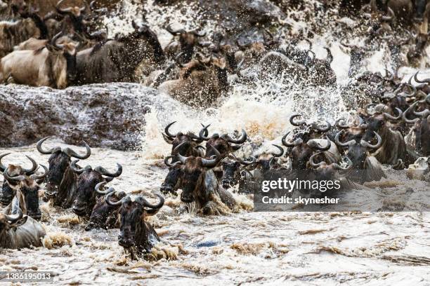 great wildebeest migration in masai mara. - wildebeest stampede stock pictures, royalty-free photos & images