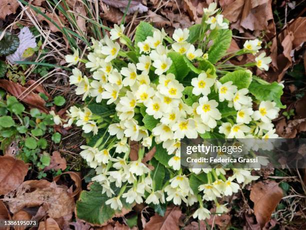 yellow primroses (primula vulgaris) flowering on the shore of lake maggiore - primula stock pictures, royalty-free photos & images