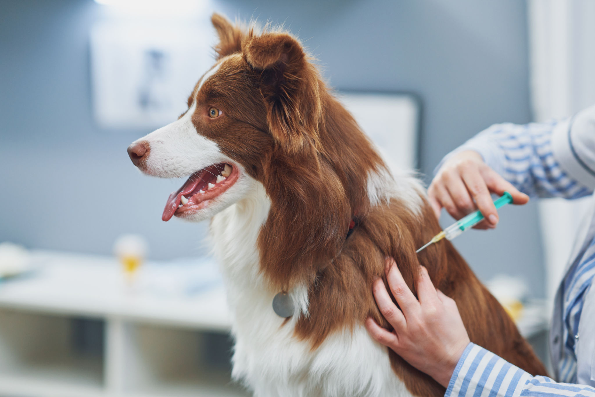 dog vaccination
