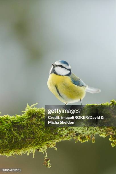 eurasian blue tit (cyanistes caeruleus) sitting on an old mossy branch, bavaria, germany - bluetit stock pictures, royalty-free photos & images