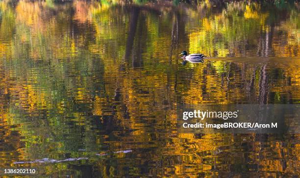 autumn morning at lake thal near graz, styria region, austria - thal austria stock pictures, royalty-free photos & images