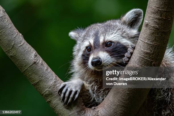 a raccoon looking through a branch fork, north rhine-westphalia, germany - waschbär stock-fotos und bilder