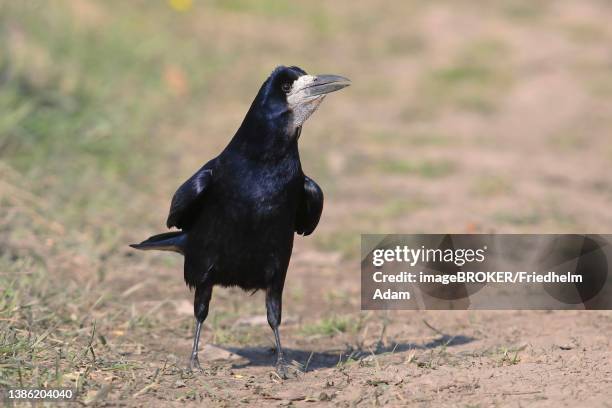 Real Rook The Rook Photos and Premium High Res Pictures - Getty Images