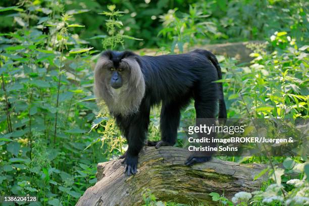 lion-tailed macaque (macaca silenus), wanderu, adult, on stone, alert, captive, india - macaco coda di leone foto e immagini stock