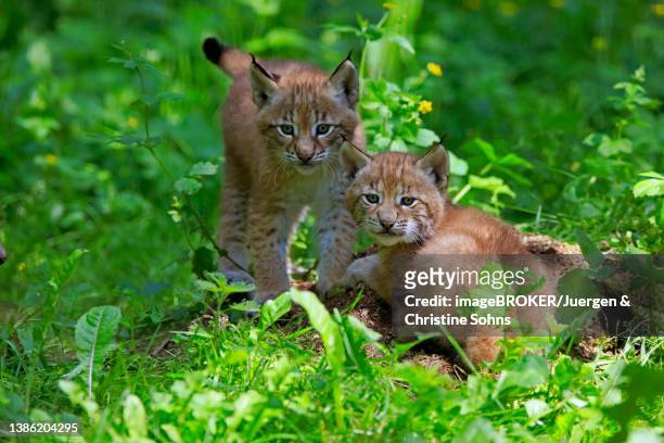 eurasian lynx (lynx lynx), pups, two, siblings, social behaviour, alert, germany - cub photos et images de collection