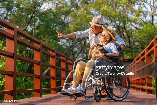 senior woman sitting in a wheelchair with a dog walking with husband in the mangrove forest public park - middle age man and walking the dog stockfoto's en -beelden