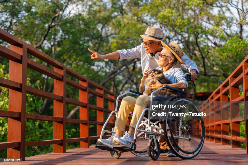 Senior woman sitting in a wheelchair with a dog walking with husband in the mangrove forest public park