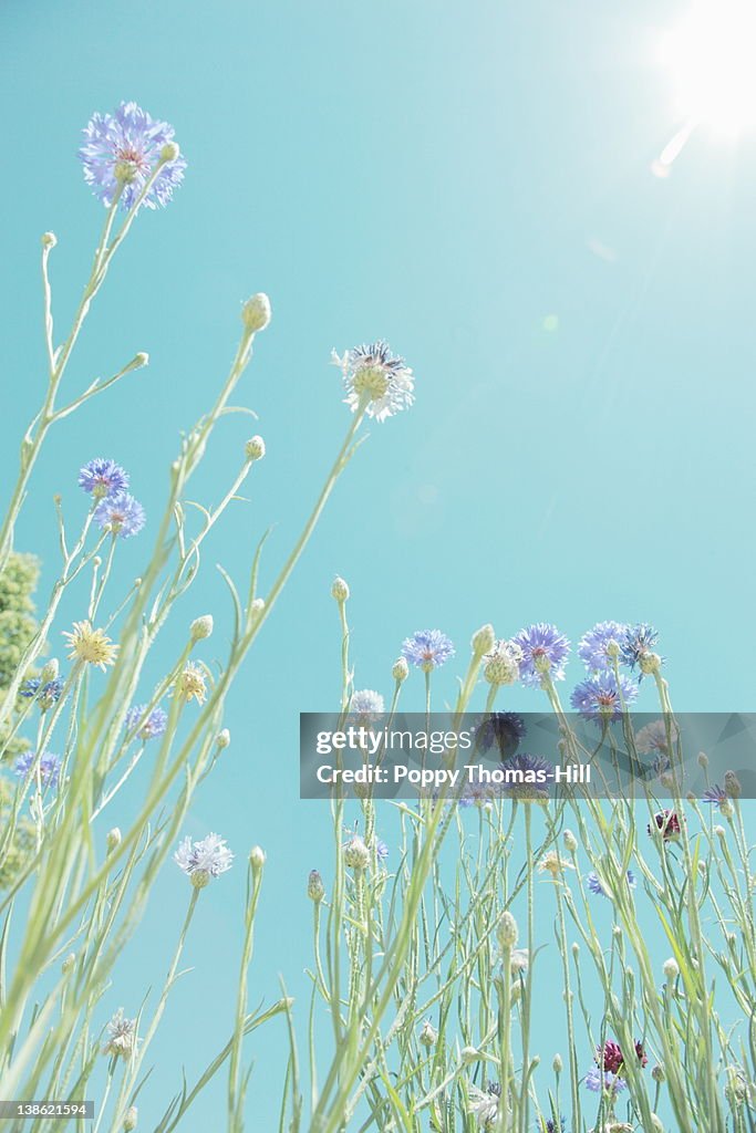 Sunbathed pastel flowers