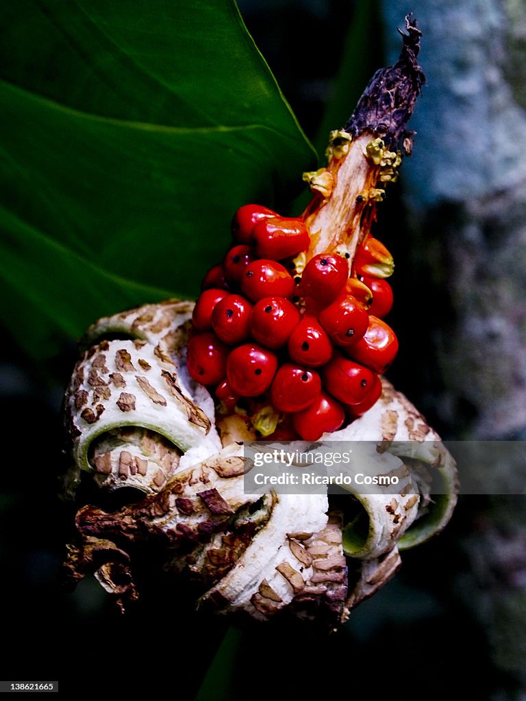 Seeds of Pau-Brasil