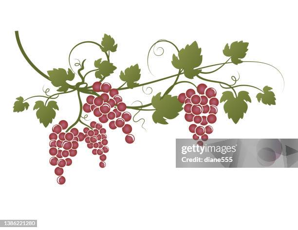 illustrazioni stock, clip art, cartoni animati e icone di tendenza di vite con uva rossa su uno sfondo trasparente - vineyard leafs