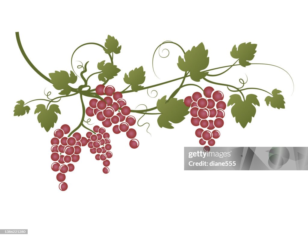 Grapevine With Red Grapes On A Transparent Background