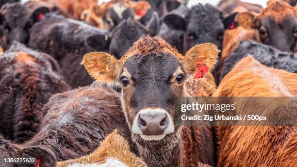 herd of animals in kennel adventurous cows looking at camera,ashburton,new zealand - new zealand cow stock pictures, royalty-free photos & images