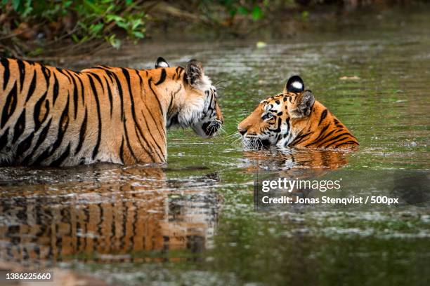 herd of wild animals in scenic landscape adventurous tigers swimming in water - bandhavgarh national park stock pictures, royalty-free photos & images