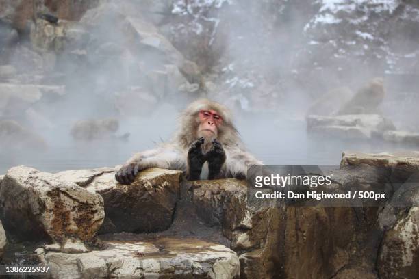 close-up of macaque monkey resting in hot spring tub with eyes closed and feet up - japanese macaque stock pictures, royalty-free photos & images