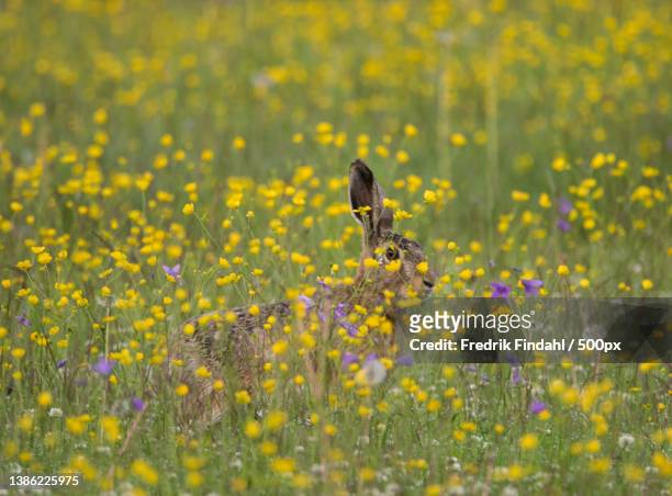 side view of rabbit standing amidst flowers on field - vild stock pictures, royalty-free photos & images