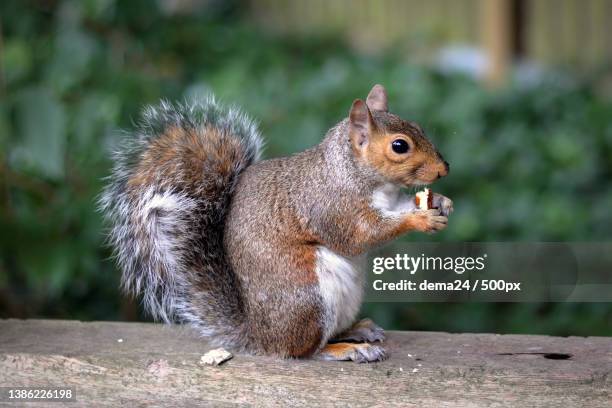 close-up of gray squirrel eating peanut on wood,battersea park,london,united kingdom,uk - ハイイロリス ストックフォトと画像