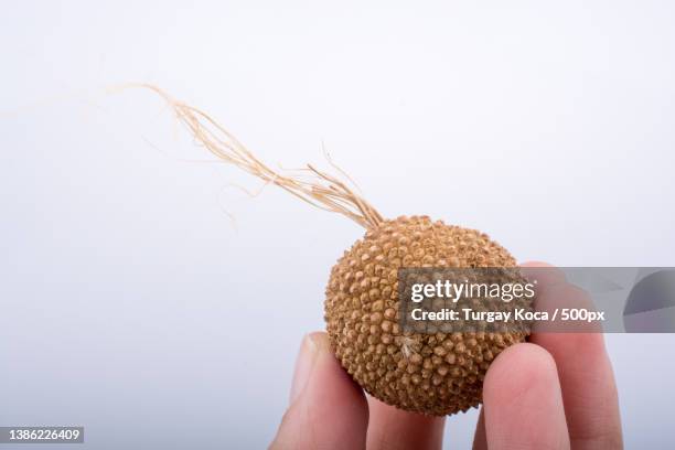 Capsule Example Botany 122 Capsule (Botany) Stock Photos, High-Res Pictures, and Images ...