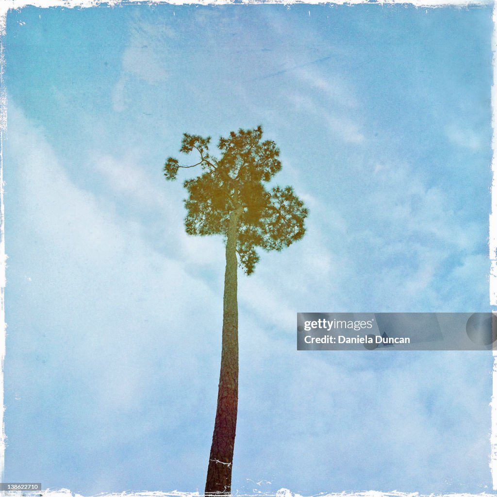 Sole tall pine tree against sky