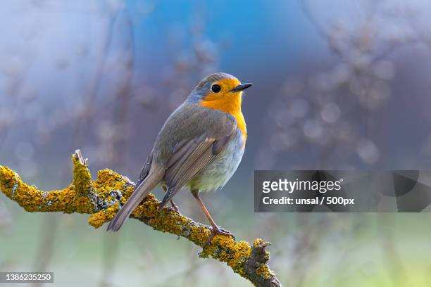 close-up of robin perching on branch,urla,turkey - turkey feathers 個照片及圖片檔