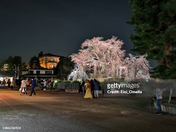 gion weeping cherry tree illuminated at night - season in kyoto imagens e fotografias de stock