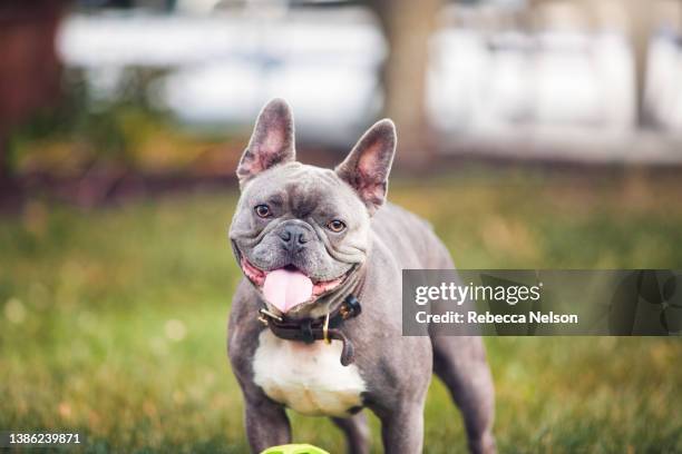 cute french bulldog in back yard - french bulldog stock-fotos und bilder