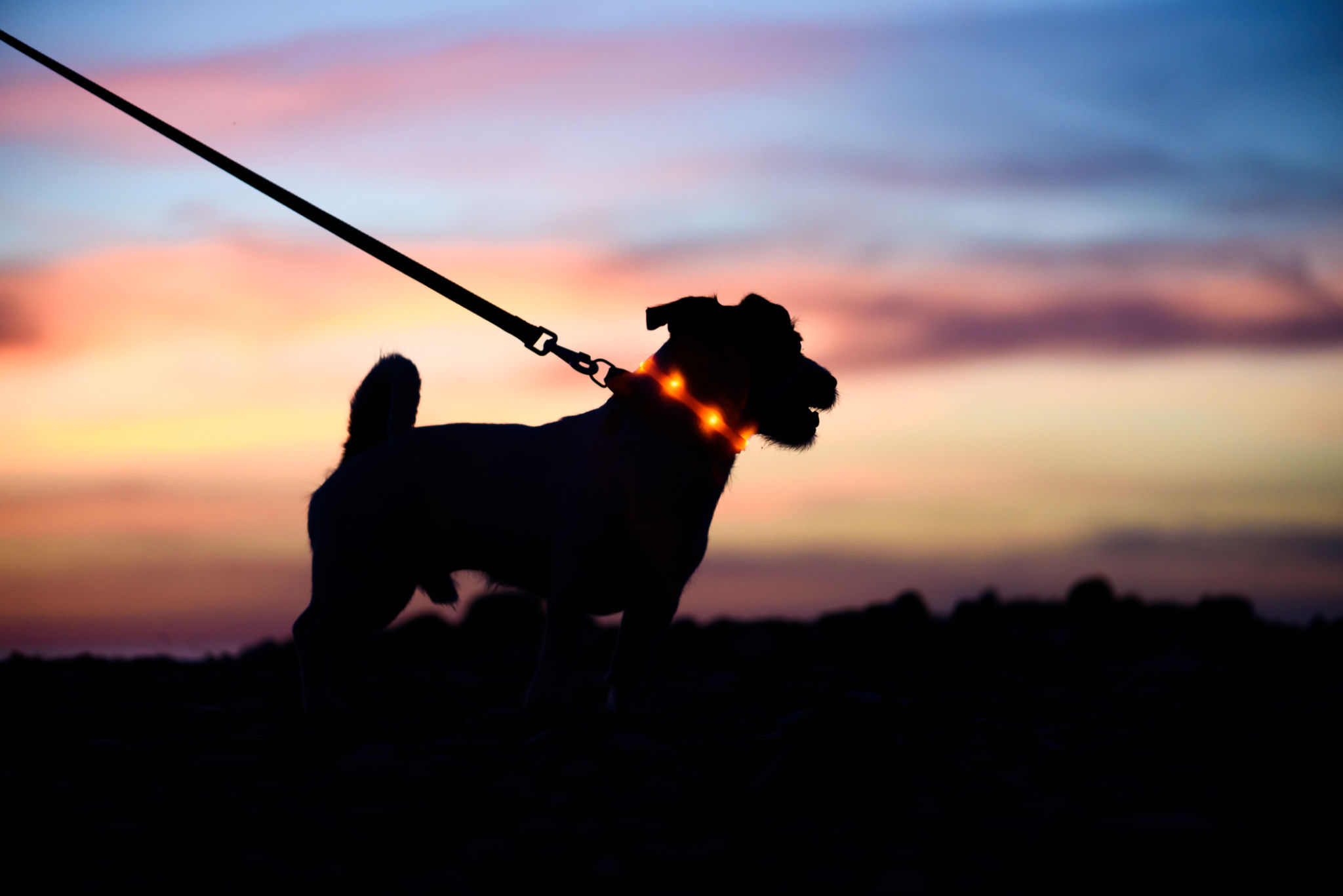 dog walker safety