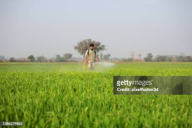 rural farmer spraying in the green field - kweekgras stockfoto's en -beelden