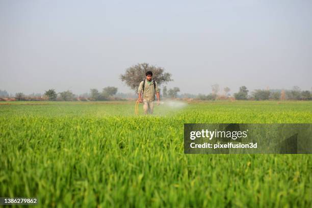 rural farmer spraying in the green field - grama de ponta imagens e fotografias de stock