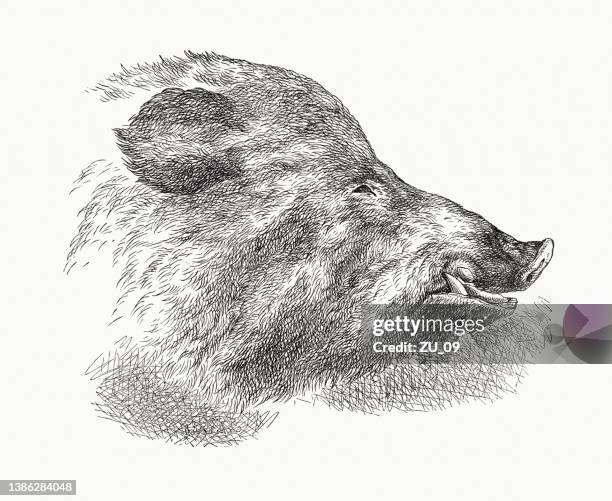 head of a wild boar, wood engraving, published in 1870 - boar tusk stock illustrations