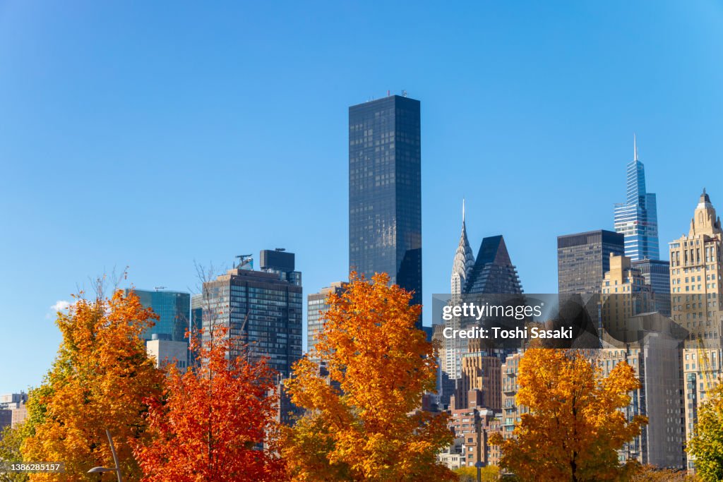 Autumn leaf color trees glow at City View Point in Southpoint Park Roosevelt Island