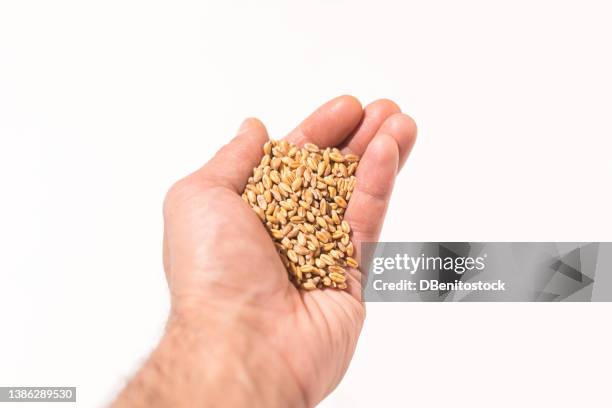 hand holding a handful of wheat grain on white background concept of food, crisis, food, wheat, rye, barley and agriculture. - handvol stockfoto's en -beelden