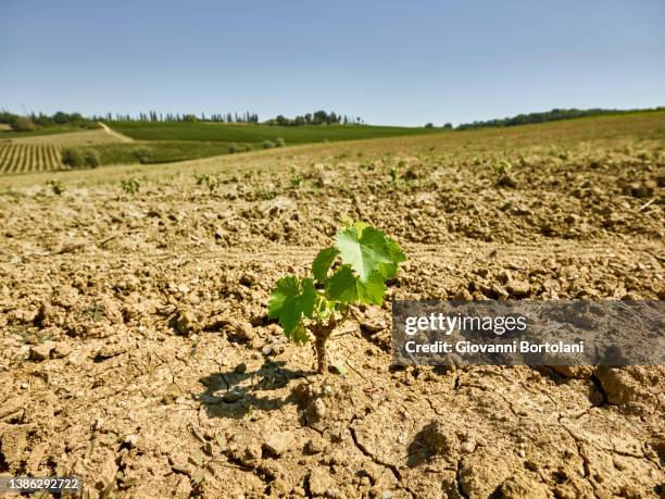 vine seedlings grow in tuscany - vine plant imagens e fotografias de stock