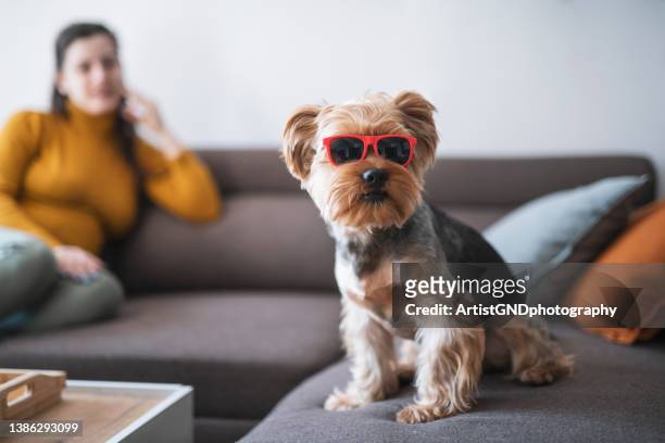 portrait of terrier dog wearing sunglasses. - sunglasses and puppies stock pictures, royalty-free photos & images