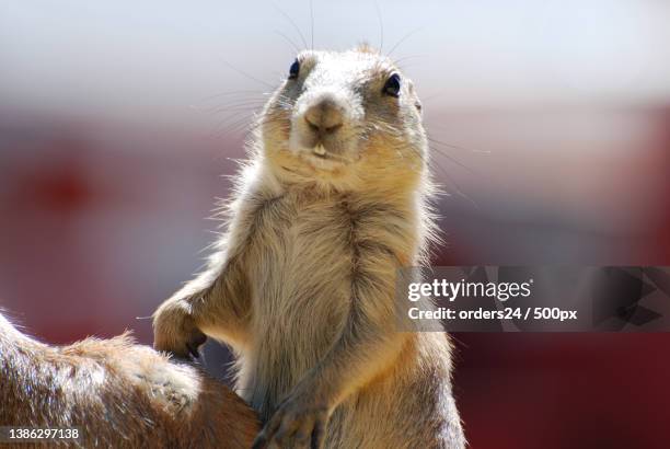 adorable prairie dog with buck teeth showing - buck teeth stock-fotos und bilder