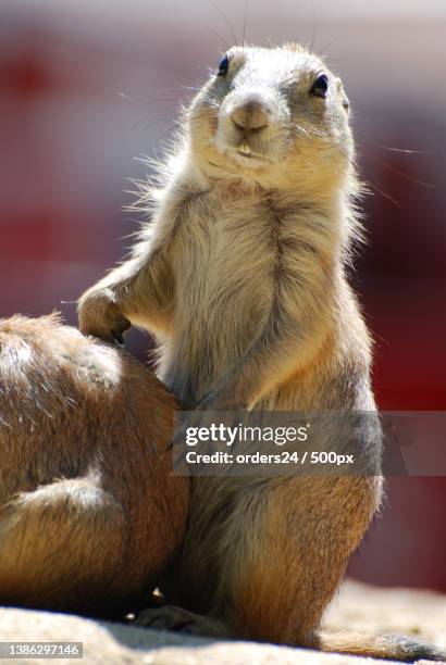 black tailed prairie dog standing up on back legs - buck teeth stock pictures, royalty-free photos & images