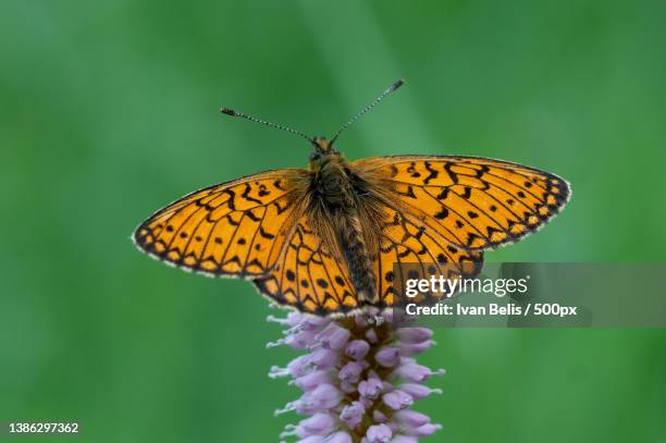 ringoogparelmoervlinder - boloria eunomia,close-up of butterfly pollinating on flower,eifel,gerolstein,germany - fritillary butterfly stock pictures, royalty-free photos & images