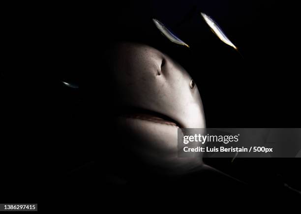 bull shark,close-up of woman with face paint against black background,playa del carmen,quintana roo,mexico - requin tigre des sables photos et images de collection