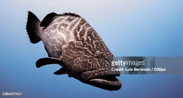 black grouper,close-up of turtle swimming in sea,playa del carmen,quintana roo,mexico - cernia foto e immagini stock
