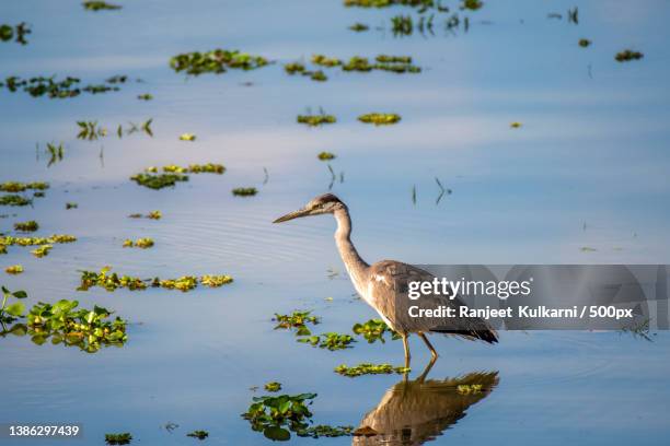 heron,high angle view of heron perching on lake,kaziranga national park,assam,india - kaziranga national park photos et images de collection