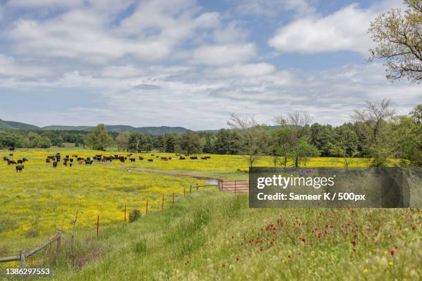 scenic view of field against sky,ozark,missouri,united states,usa - ozark missouri stock pictures, royalty-free photos & images