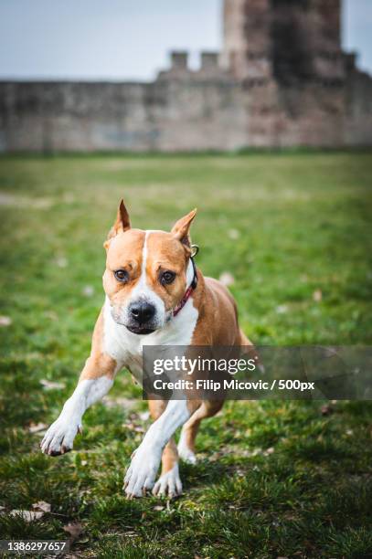 stafford in running,portrait of terrier running on field,serbia - stafford terrier stock pictures, royalty-free photos & images