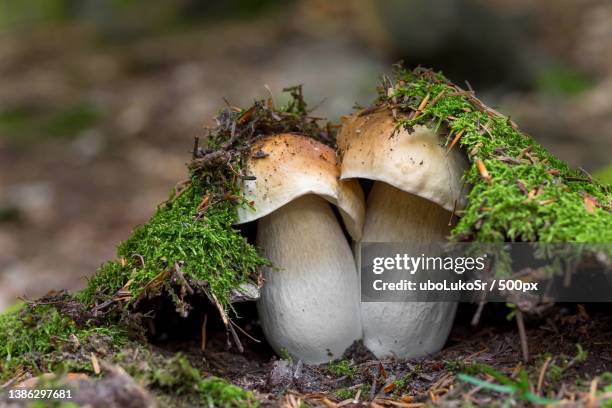 boletus edulis cep,penny bun,close-up of mushrooms growing on field - porcini mushroom stock pictures, royalty-free photos & images