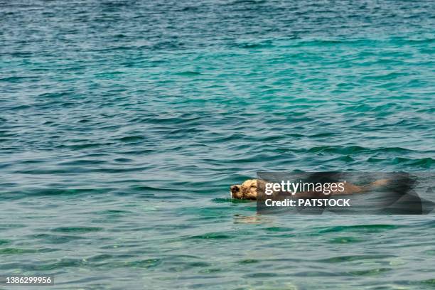 dog swimming in sea. - brac eiland stockfoto's en -beelden