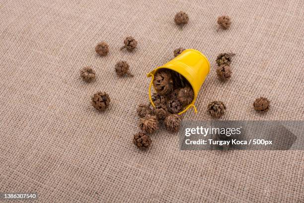Capsule Example Botany 131 Capsule (Botany) Stock Photos, High-Res Pictures, and Images ...