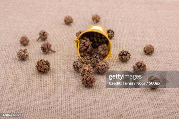 Capsule Example Botany 132 Capsule (Botany) Stock Photos, High-Res Pictures, and Images ...