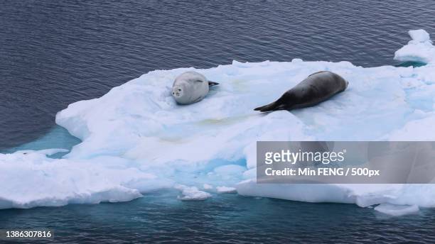 high angle close-up of leopard seals resting on icebergs melting on ice,antarctica - leopard seal stock-fotos und bilder