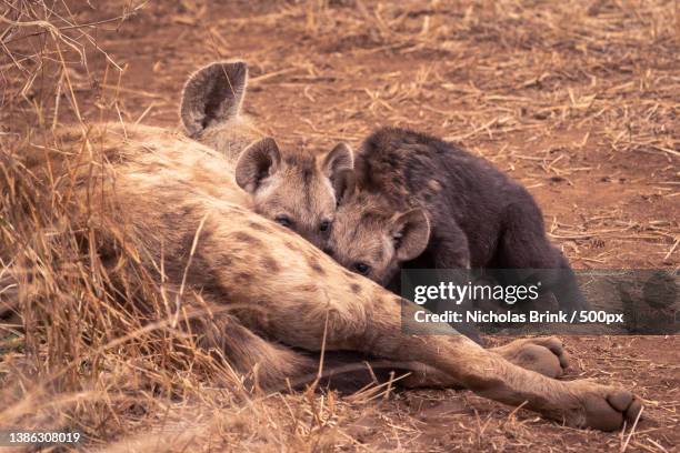 high angle close-up of hyena feeding young and lying on grassy field,kruger park,south africa - wild dog stock pictures, royalty-free photos & images